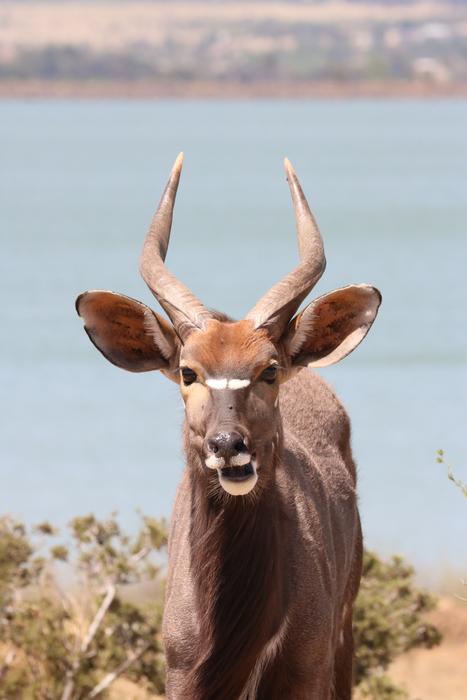 deer is a cute looking animal