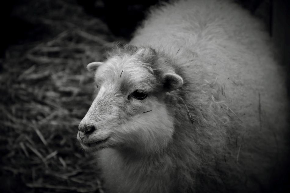 big white fluffy sheep