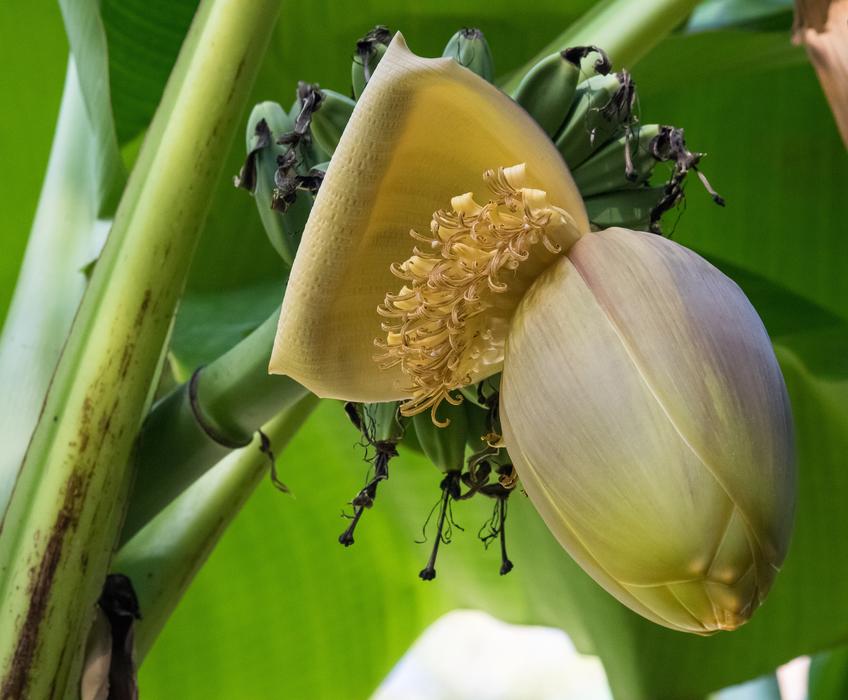 banana tropical flowers