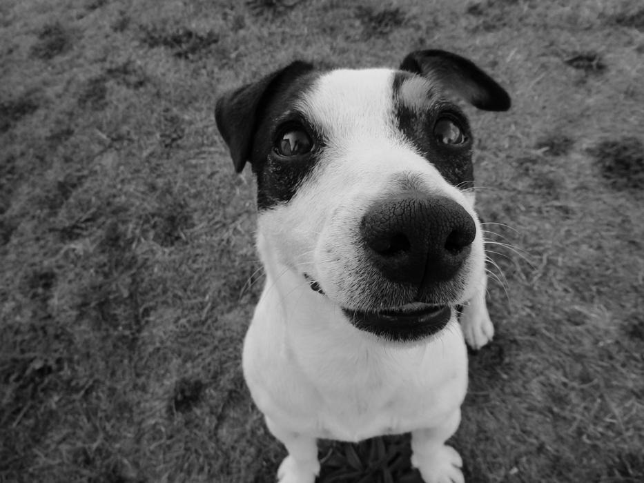 dog-black-spots-on-the-nose-free-image-download