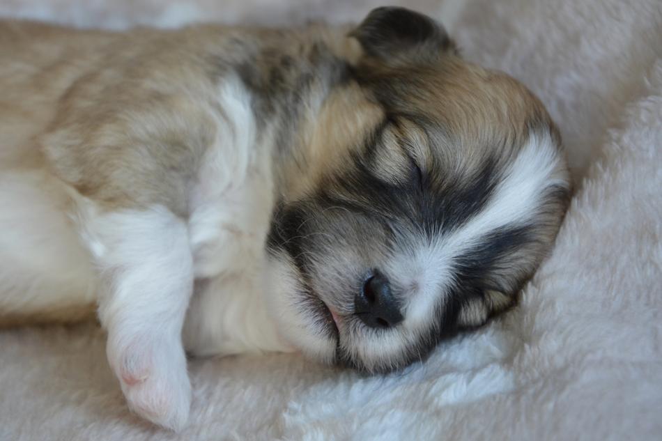 fluffy dog with a face