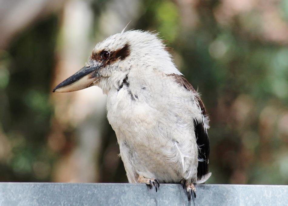 white feathered bird