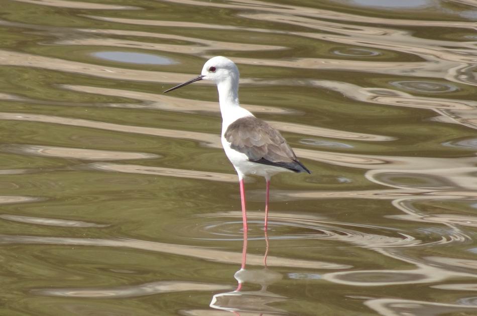 small bird in the water