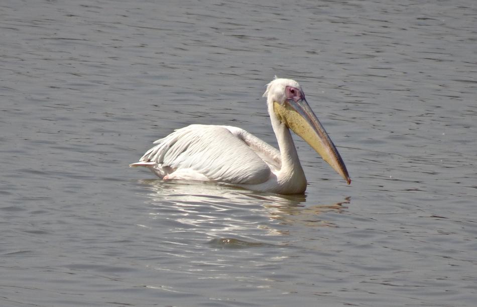 white pelican in the water with a big beak