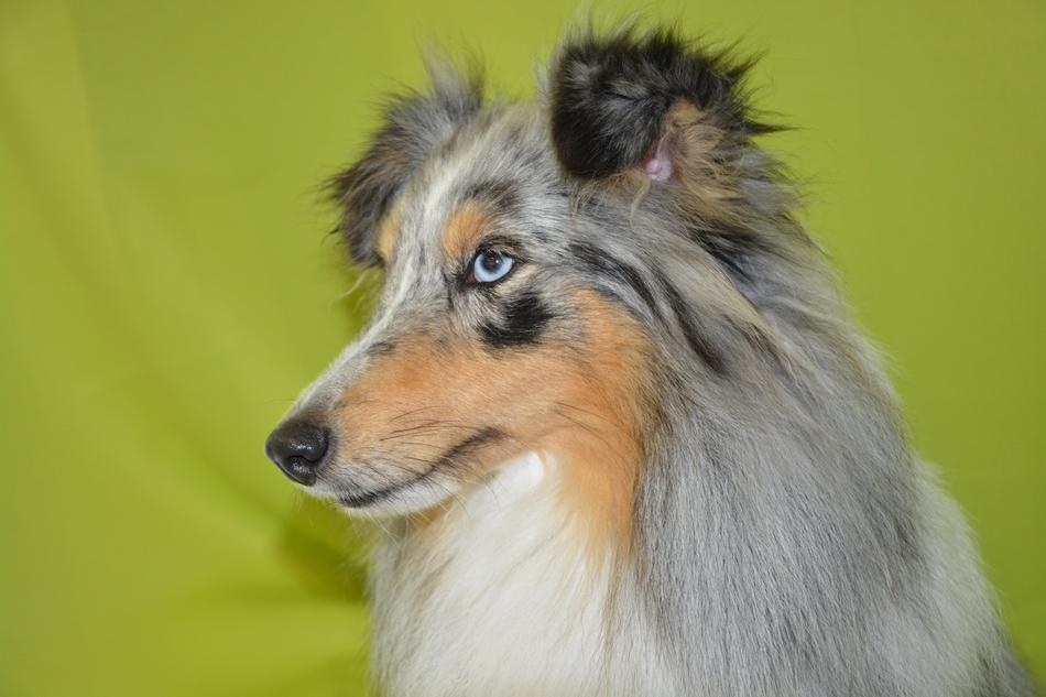 a beautiful fluffy dog with an eye