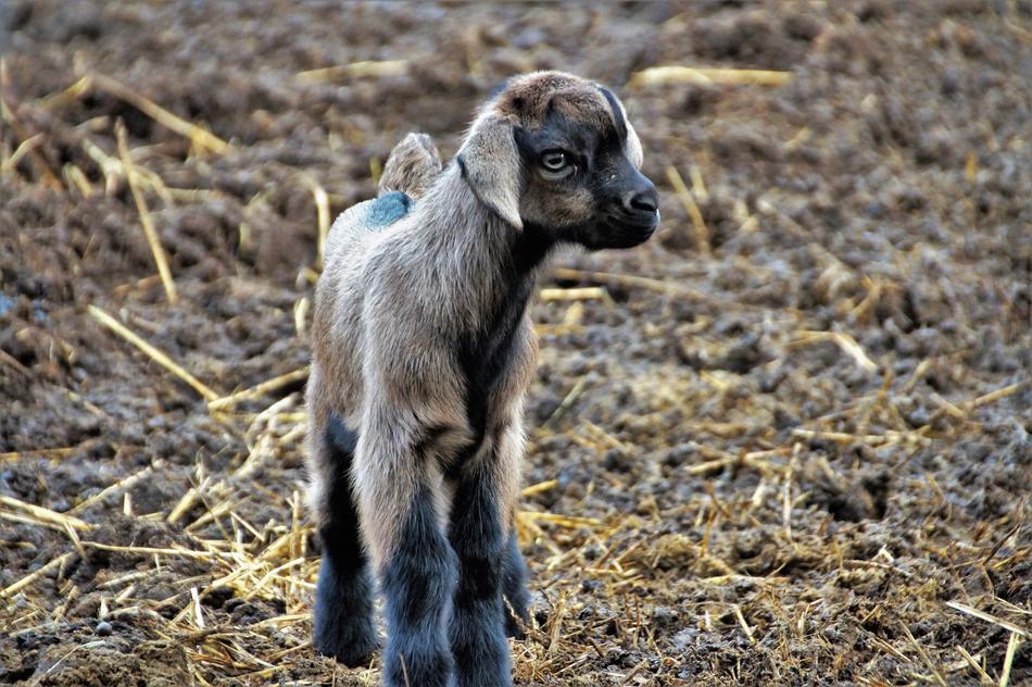 a goat in the grass with the ground