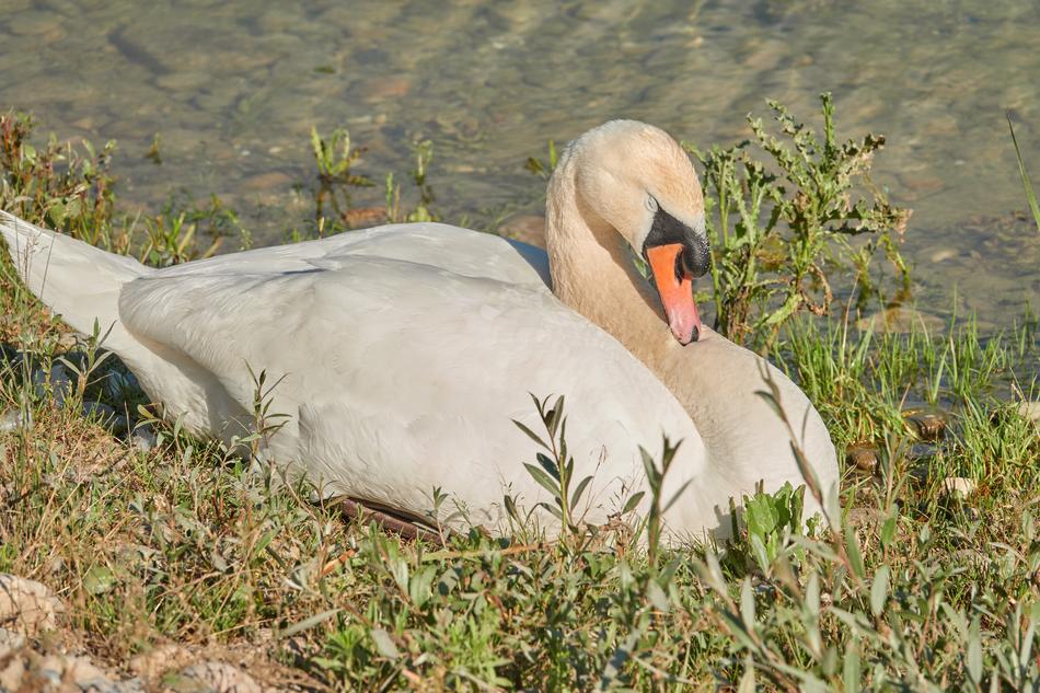 white swan in green grass