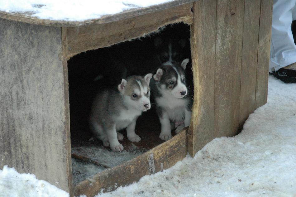 two fluffy puppies in a box