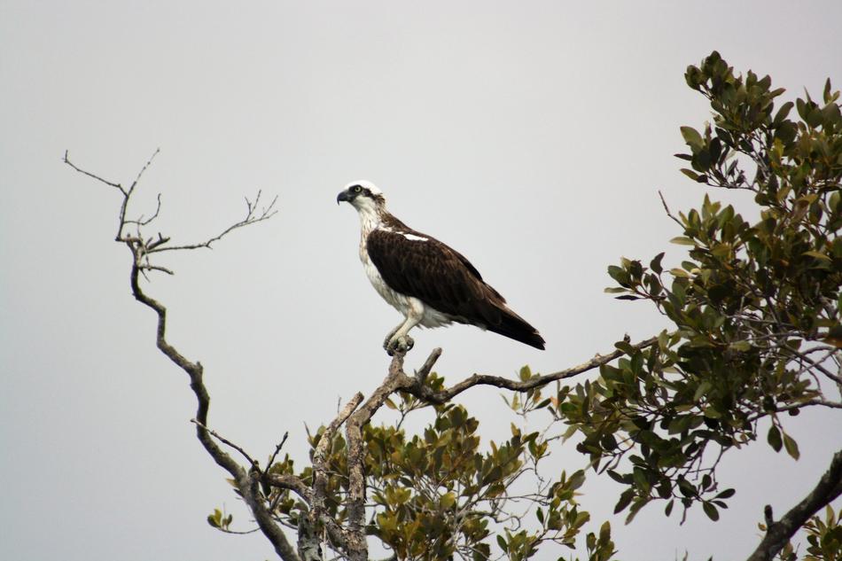 a bird on a branch in a cloudy sky