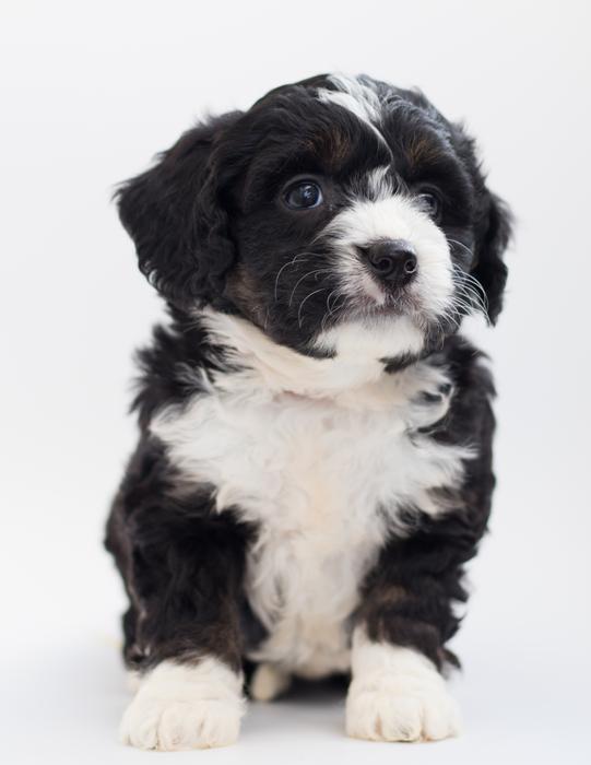 black dog with a white collar