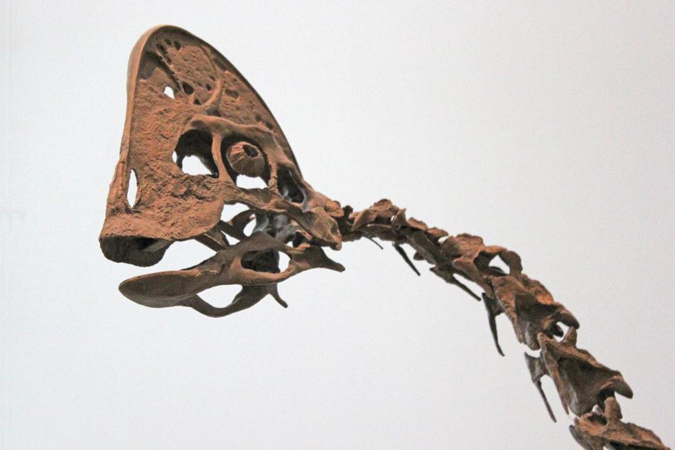 Dinosaur Duck-Billed Fossil
