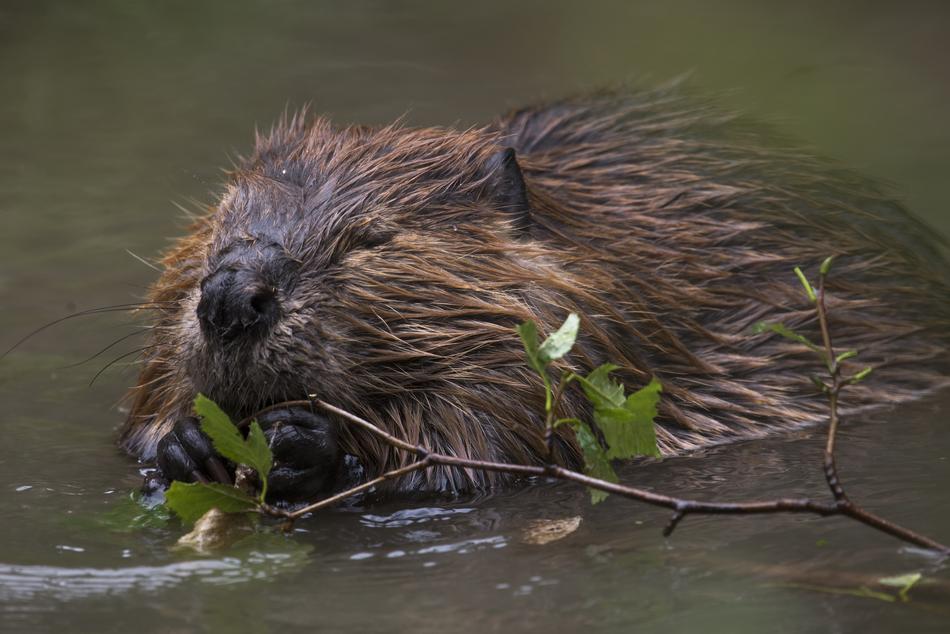 brown beaver in the water
