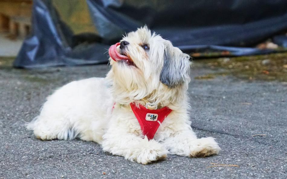 fluffy domestic white dog