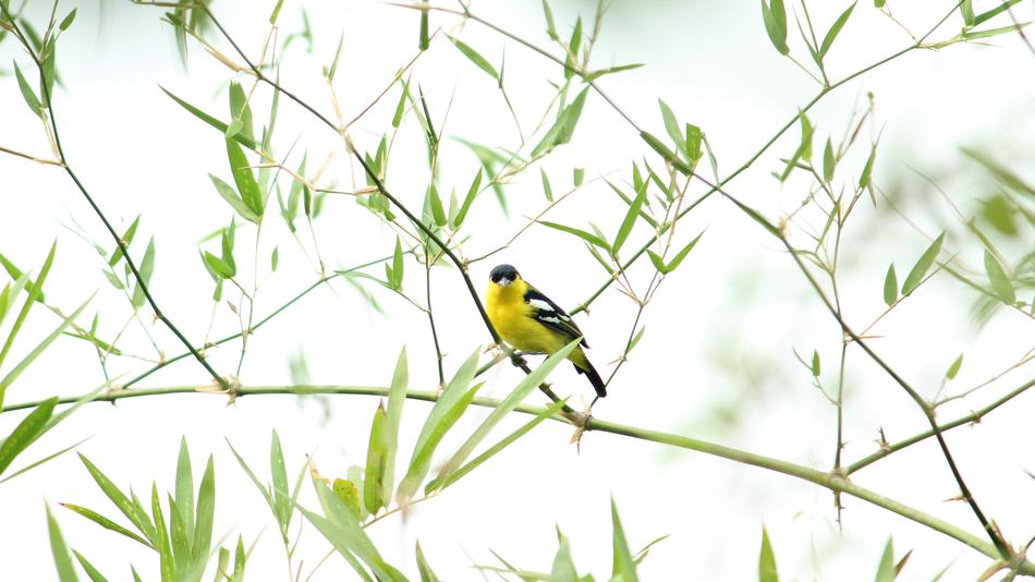 little chick on a leaf