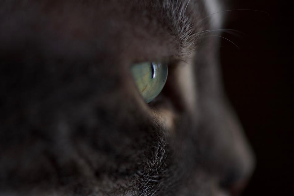 eye nose cat furry