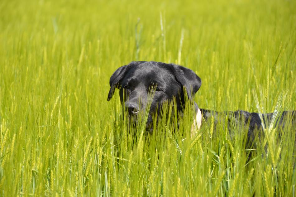 stray dog in the grass