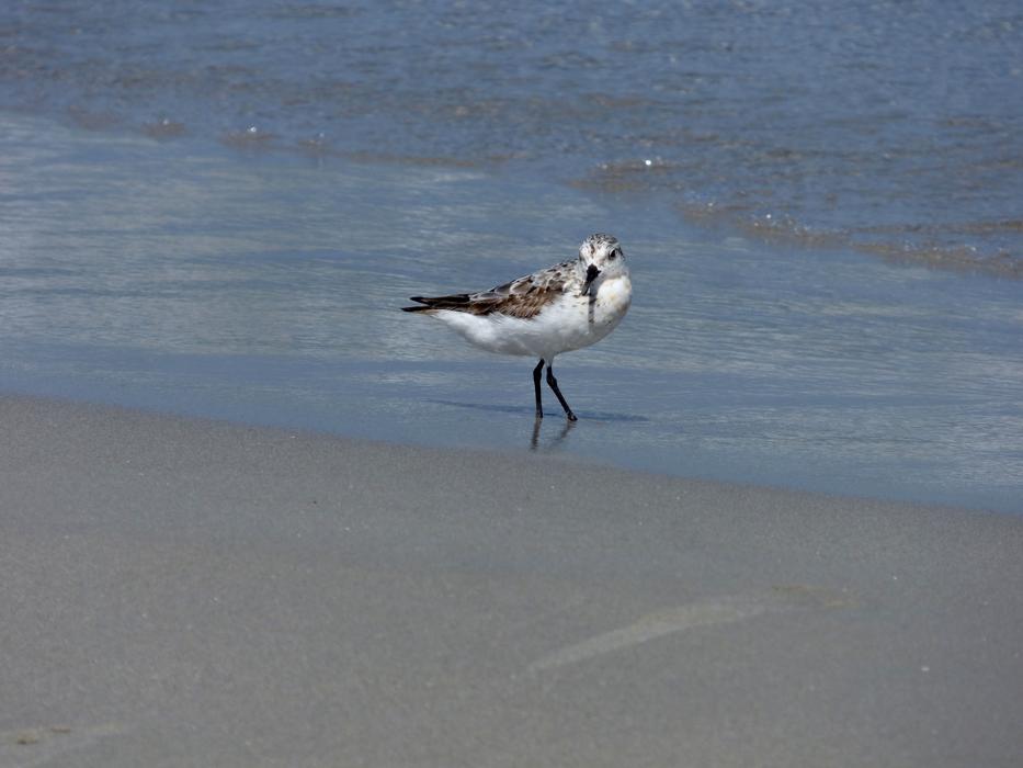 great bird by the water