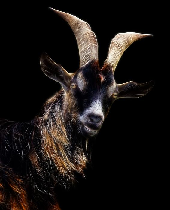 black goat with horns