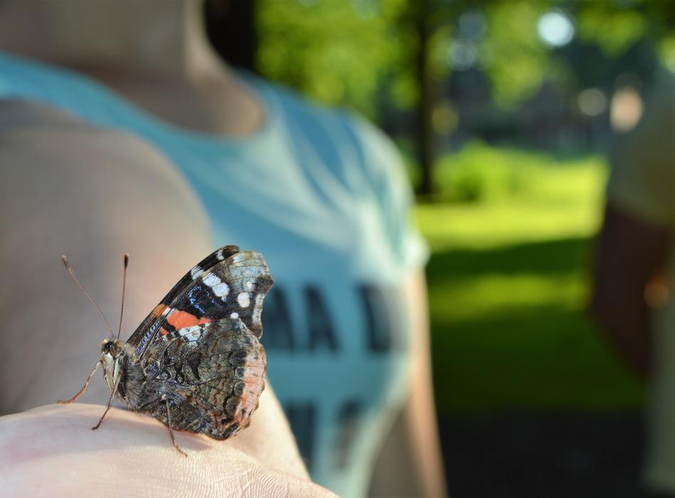 butterfly hand blue background