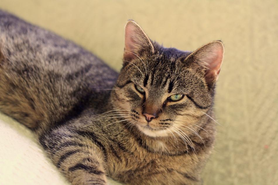 sleepy cat with green eyes