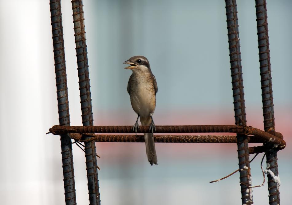 little bird in the closet