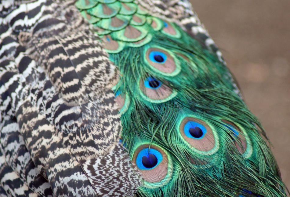 peacock bird feathers macro
