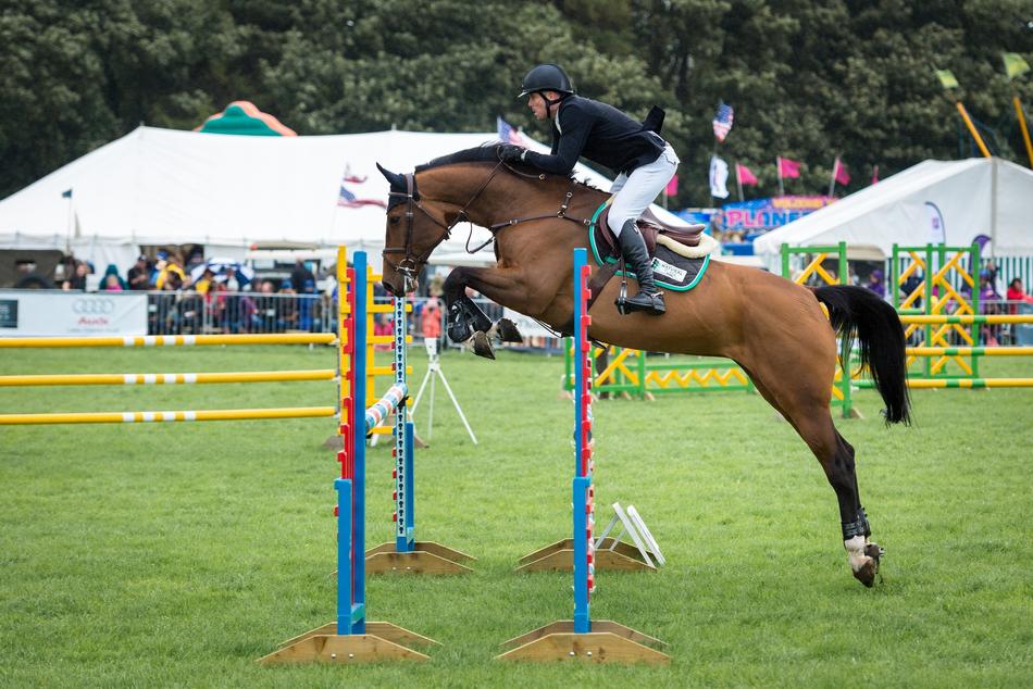 brown horse contest