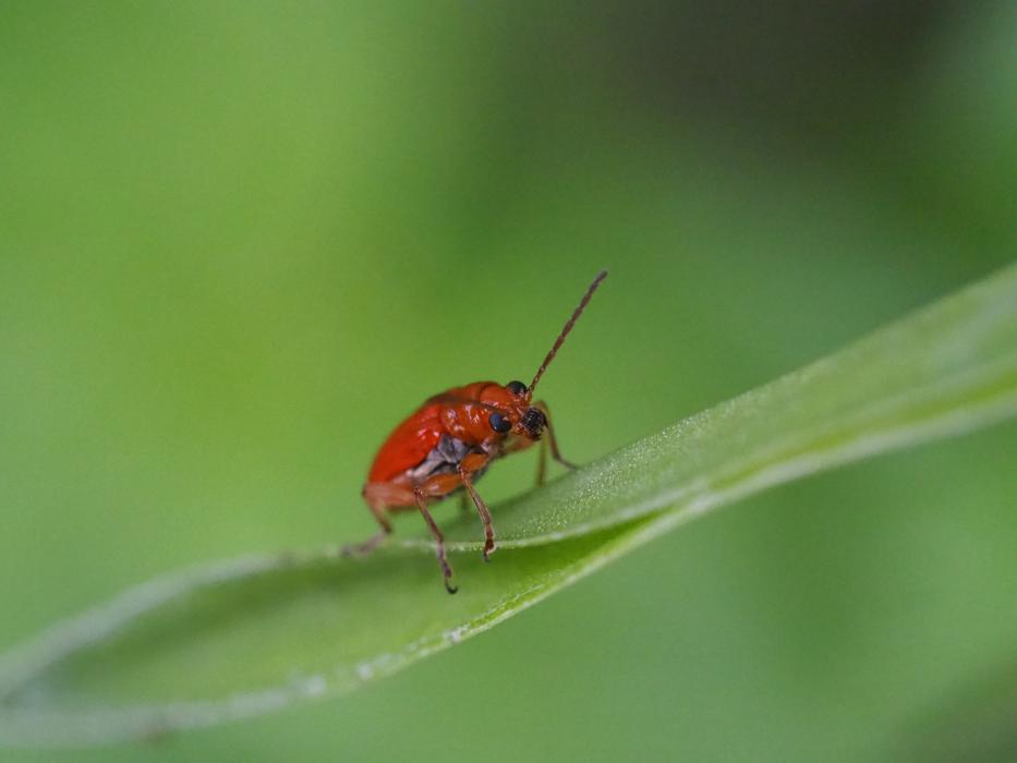 red beetle on green grass