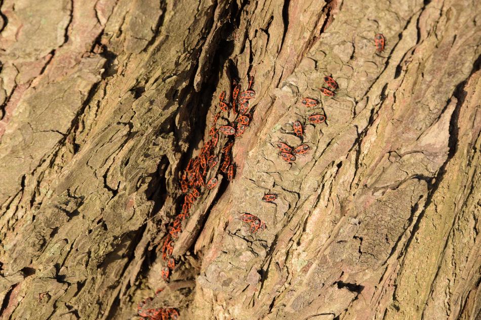 tree background view