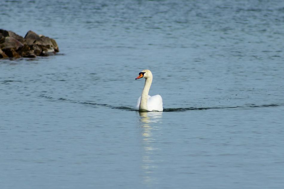 a white swan is swimming in the lake
