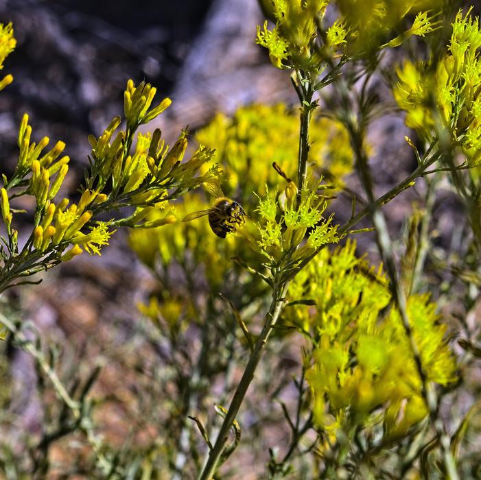 plants yellow flower garden