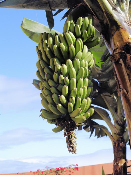 ripe delicious bananas