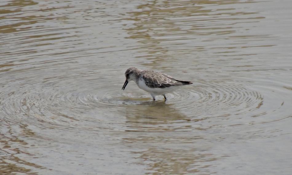 the bird on the water is cute