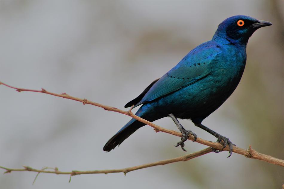 a shiny black bird on a branch