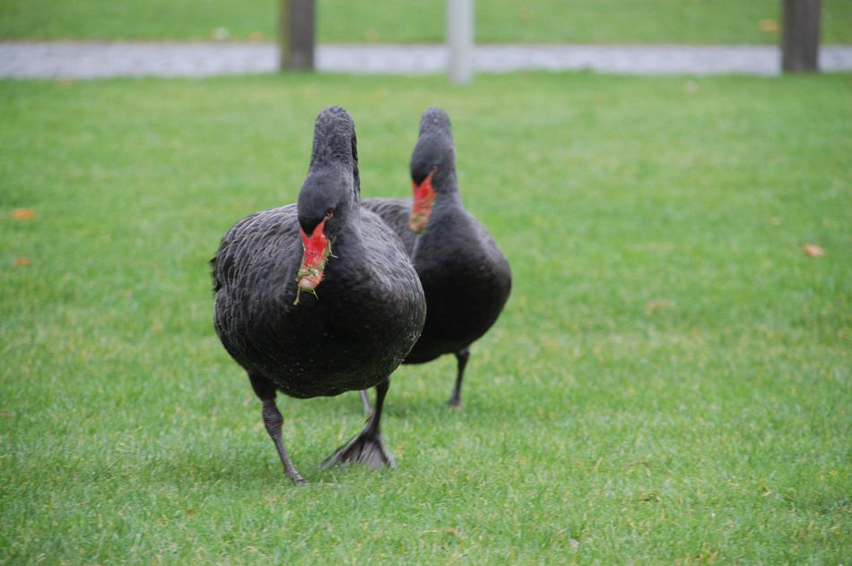 black ducks in green grass