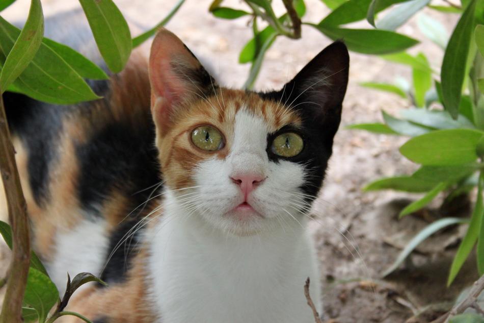 Cat Animals Nature colored cat with green eyes
