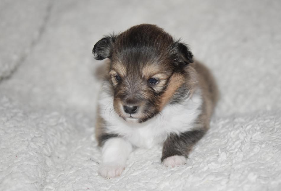 a fluffy puppy on a white blanket