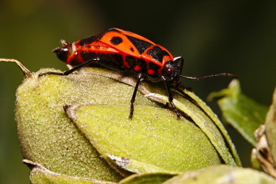 big beetle on a green stem