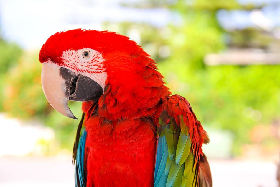 red parrot with colored wings