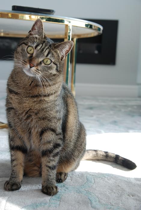 a cute little house cat sitting
