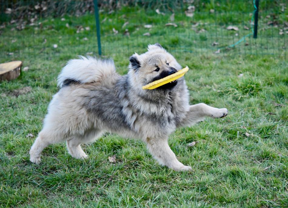 running dog with a yellow board