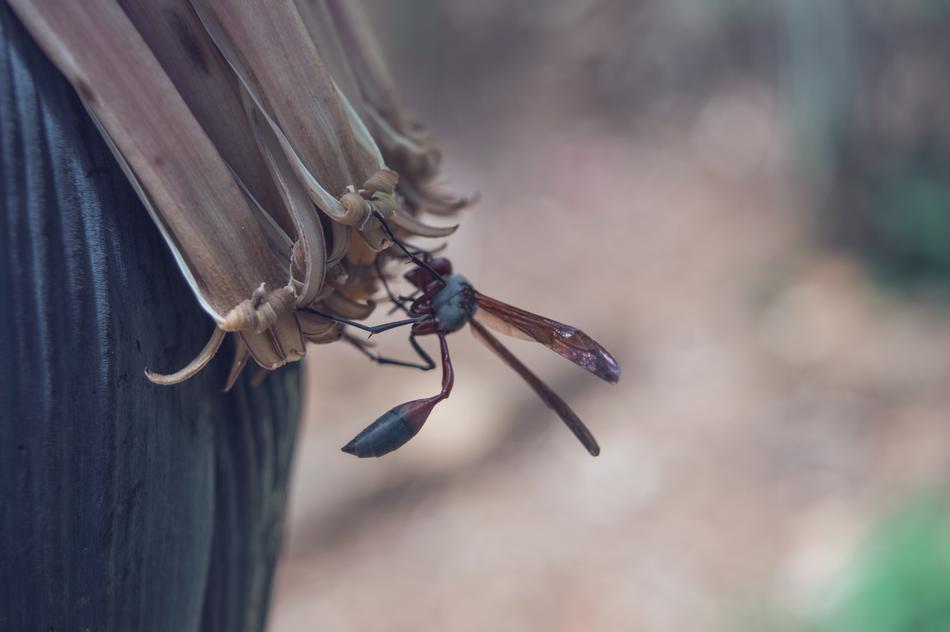 black mosquito