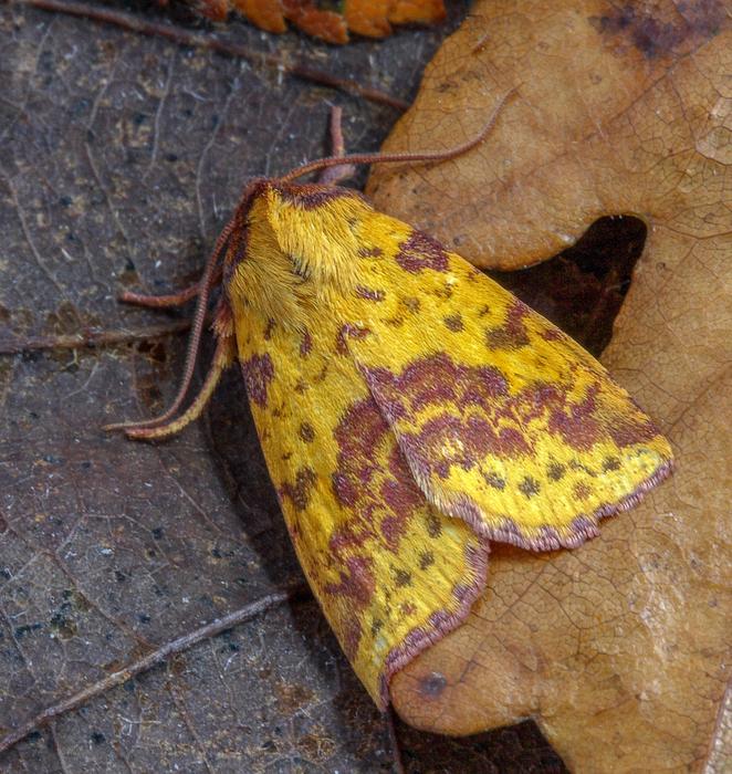 yellow butterfly with a brown pattern
