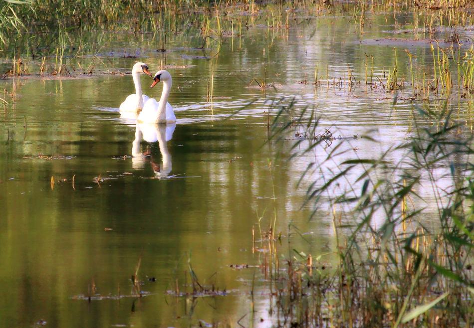 white swans in a green lake