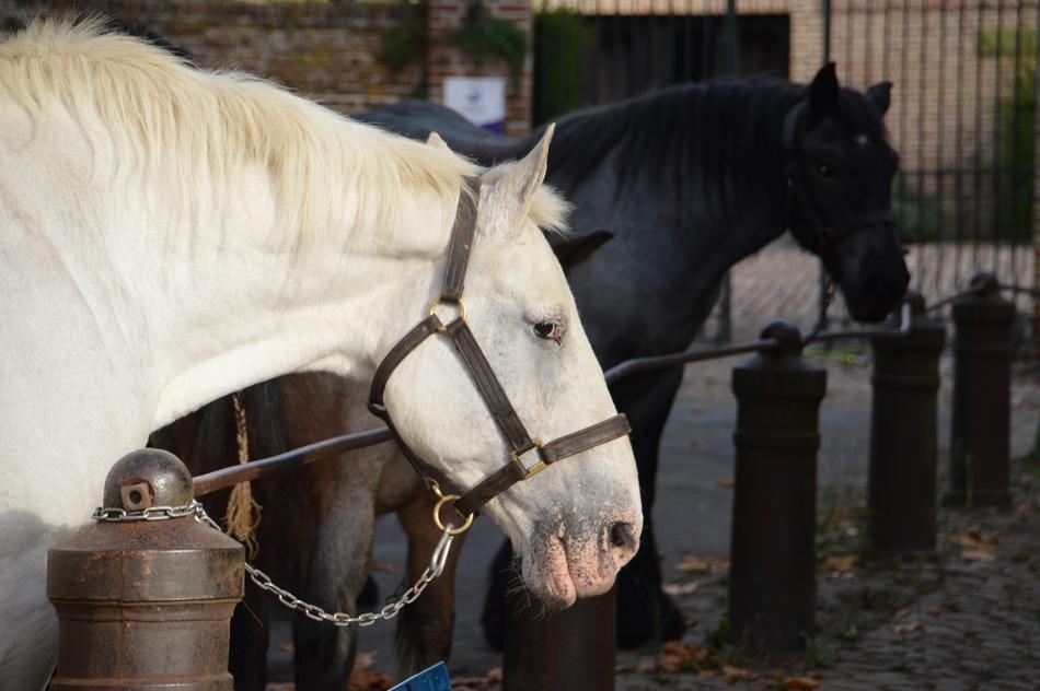 a white horse and a black species