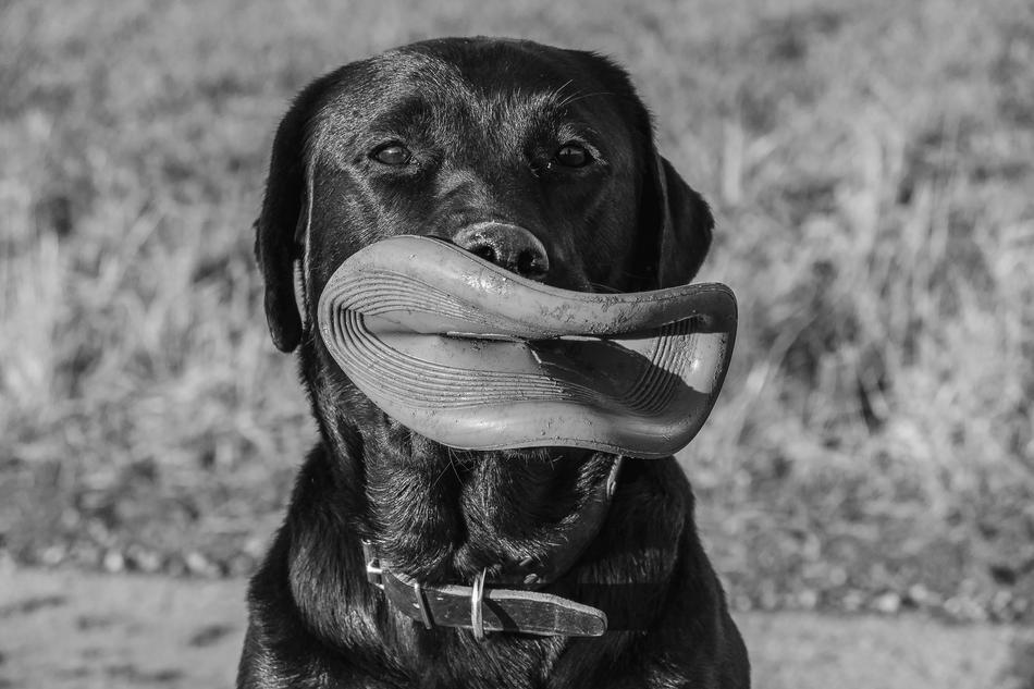 black dog with a hat