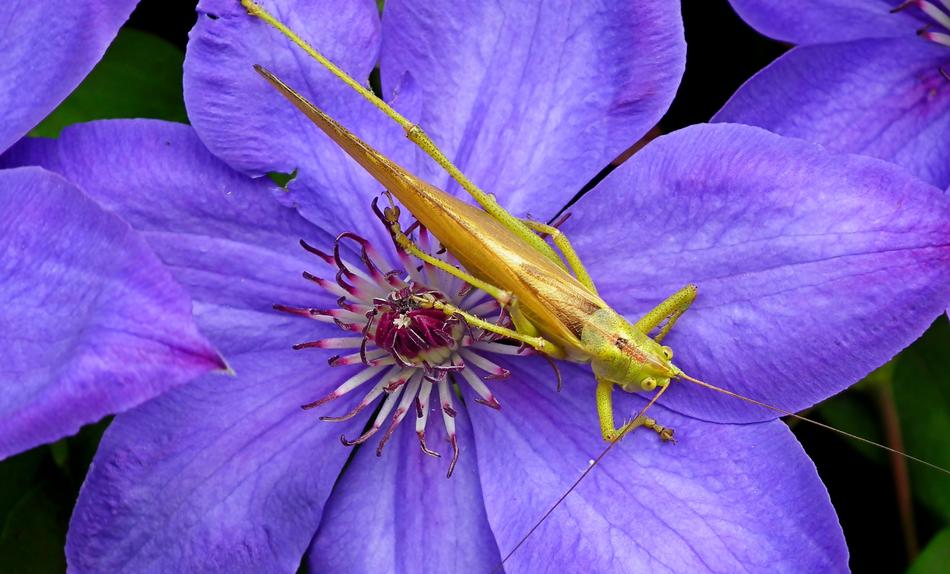 purple flower with a big yellow grasshopper.