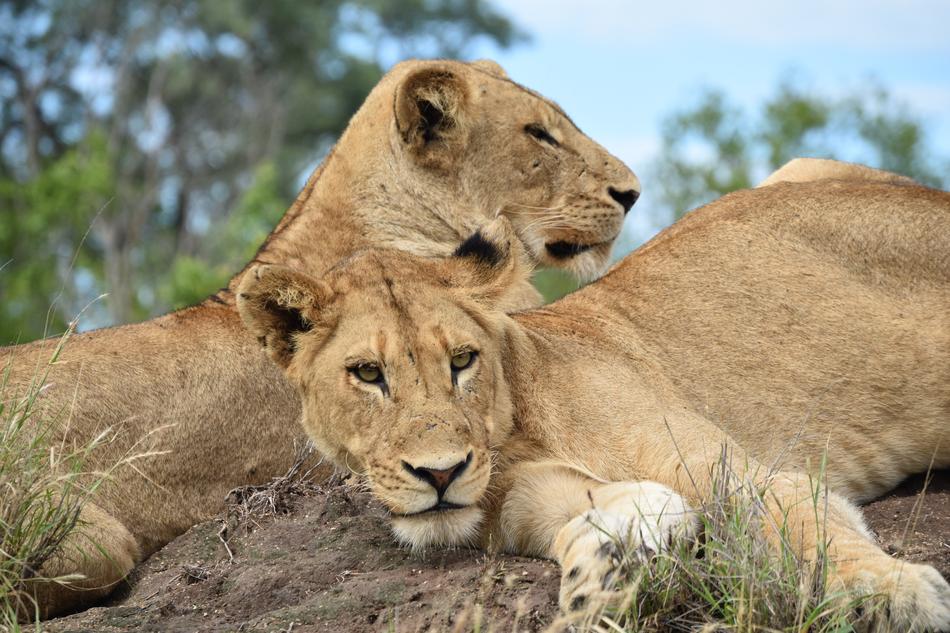 the lionesses are lying down to rest