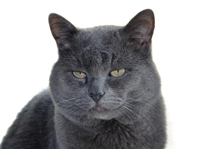 gray cat sitting on a white background