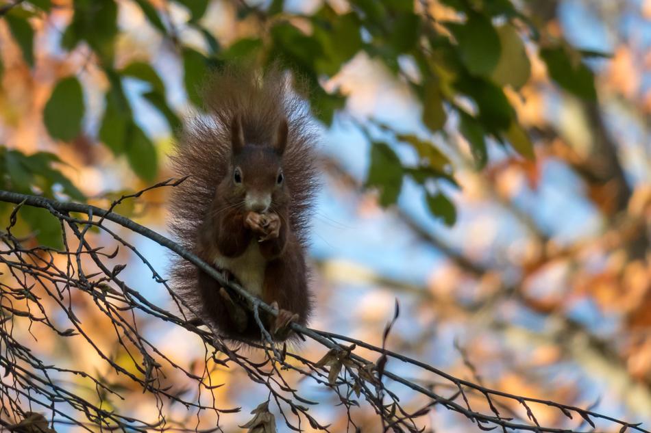 squirrel in the fall leaves